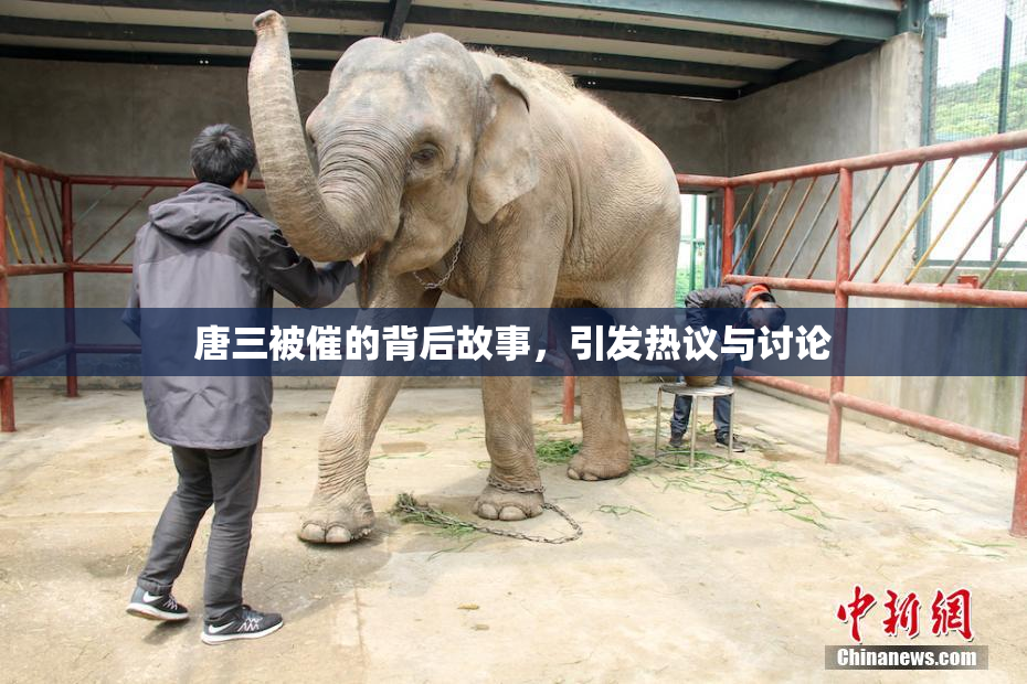 唐三被催的背后故事，引发热议与讨论