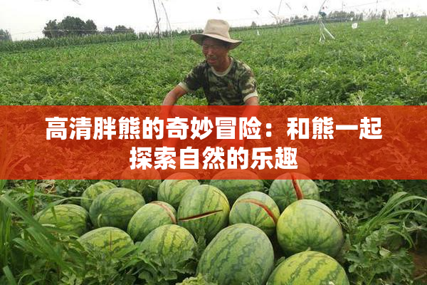 高清胖熊的奇妙冒险：和熊一起探索自然的乐趣