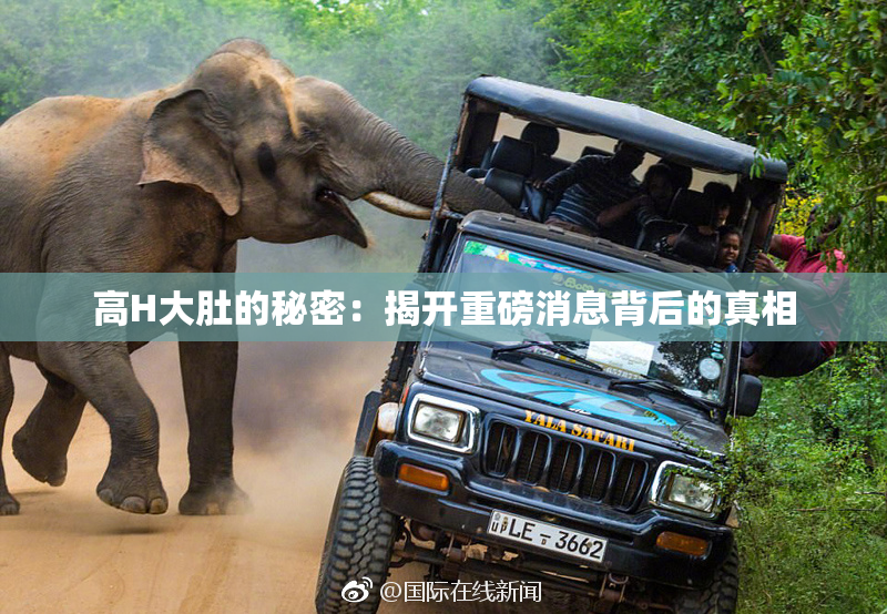 高H大肚的秘密：揭开重磅消息背后的真相