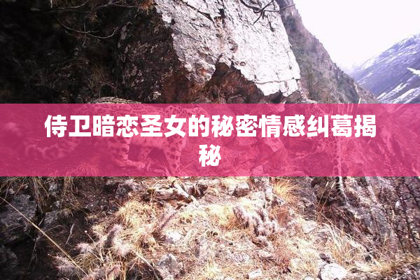 侍卫暗恋圣女的秘密情感纠葛揭秘