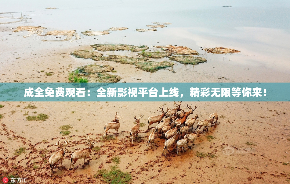成全免费观看：全新影视平台上线，精彩无限等你来！