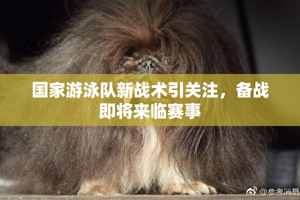 国家游泳队新战术引关注，备战即将来临赛事