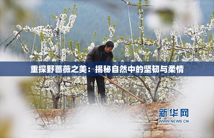 重探野蔷薇之美：揭秘自然中的坚韧与柔情