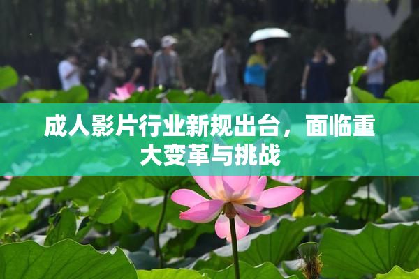 成人影片行业新规出台，面临重大变革与挑战