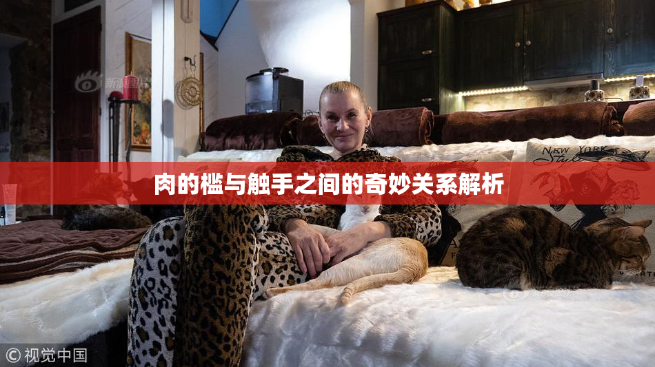 肉的槛与触手之间的奇妙关系解析