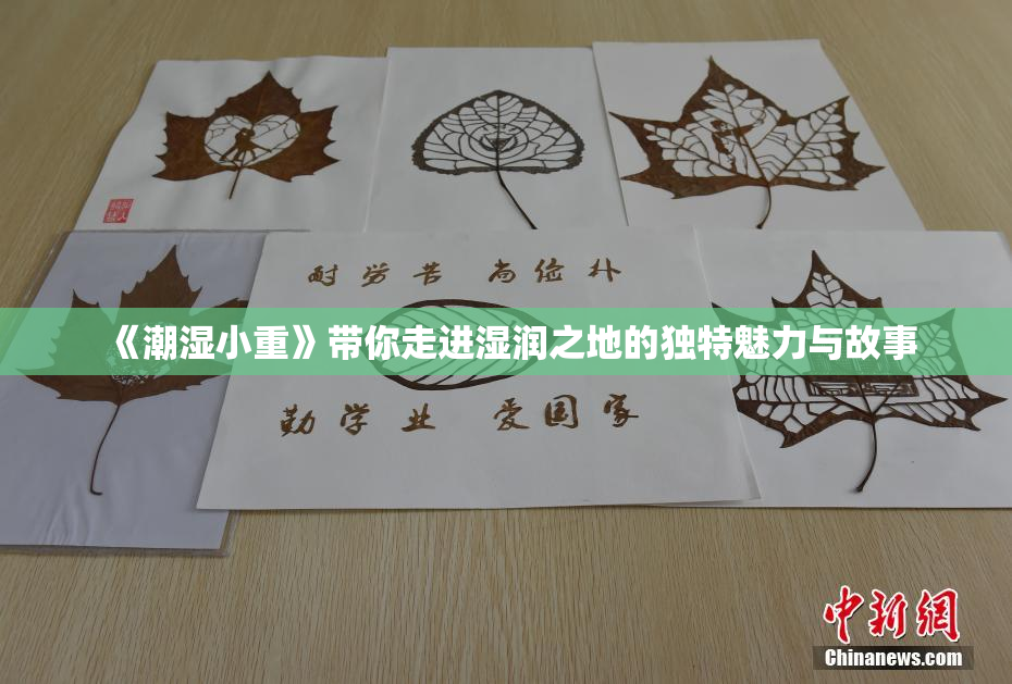 《潮湿小重》带你走进湿润之地的独特魅力与故事