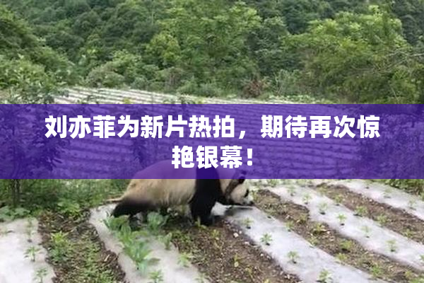 刘亦菲为新片热拍，期待再次惊艳银幕！