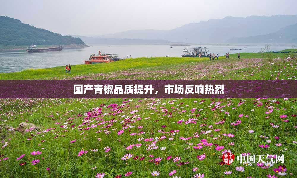 国产青椒品质提升，市场反响热烈