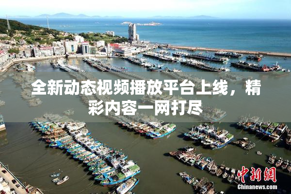 全新动态视频播放平台上线，精彩内容一网打尽