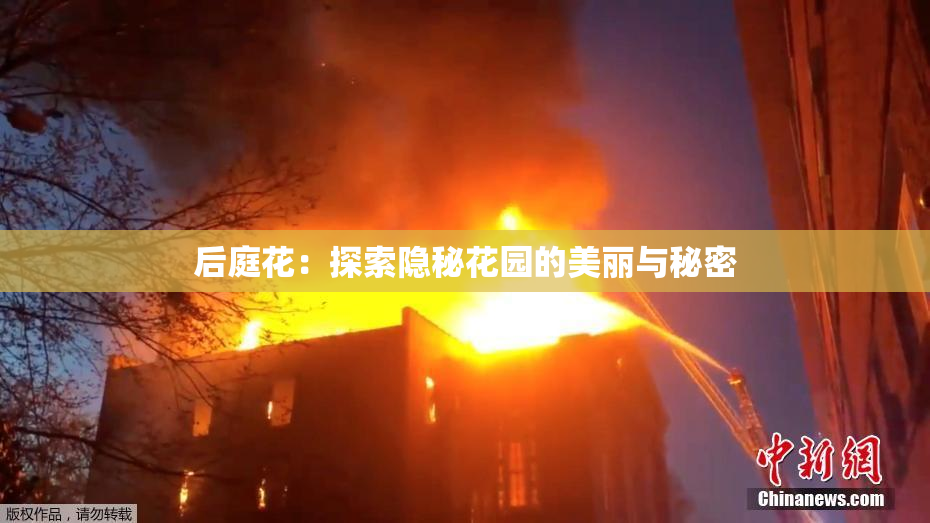 后庭花：探索隐秘花园的美丽与秘密