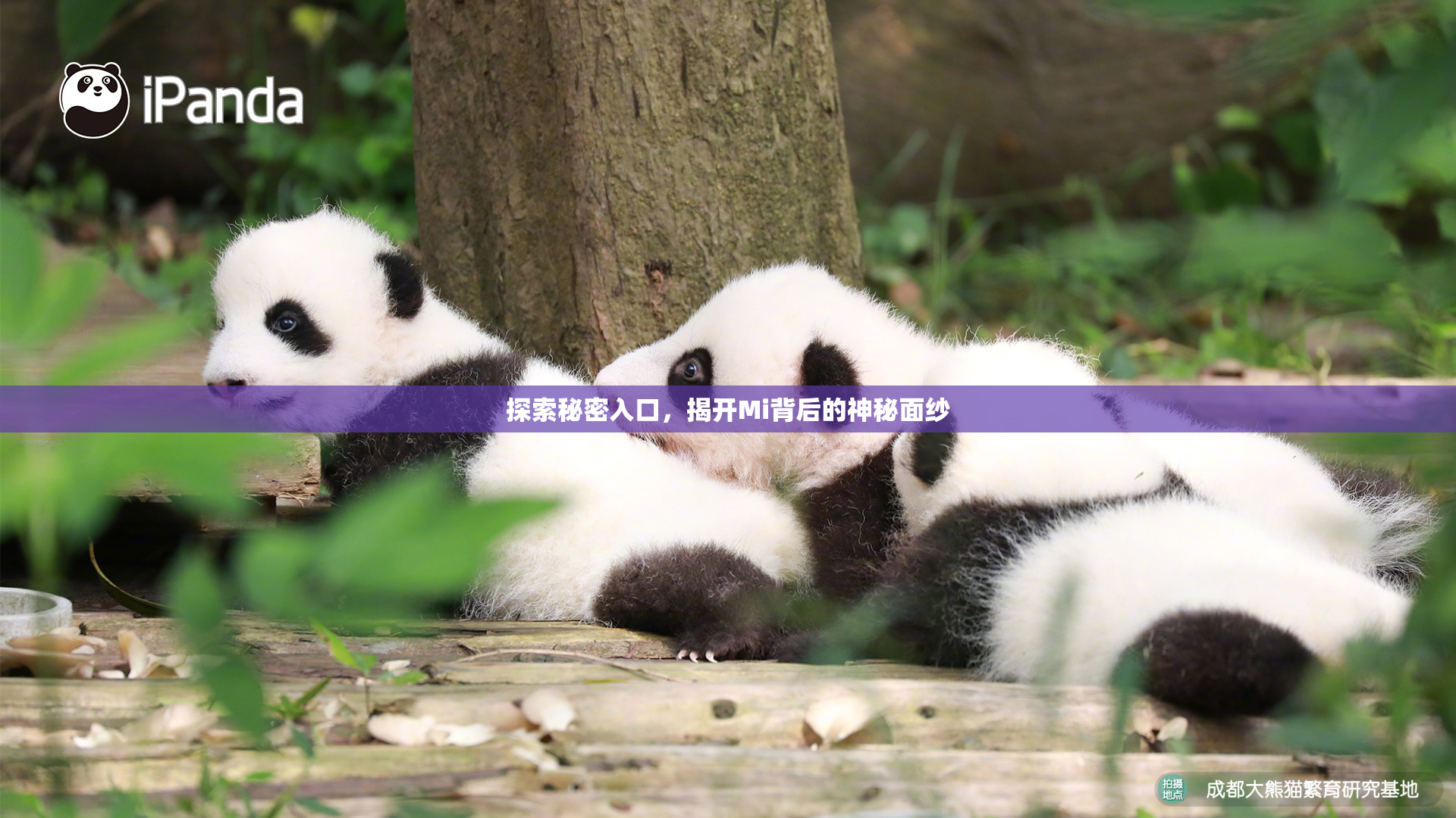 探索秘密入口，揭开Mi背后的神秘面纱
