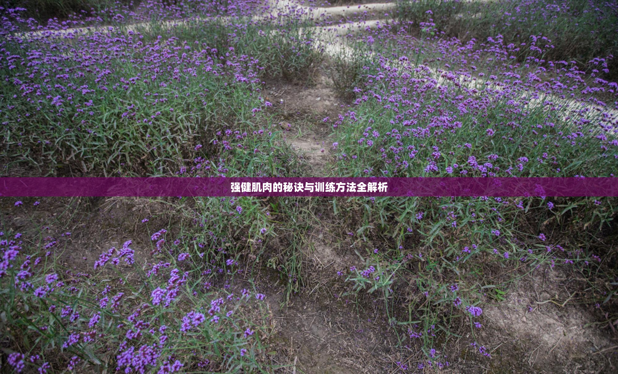 强健肌肉的秘诀与训练方法全解析