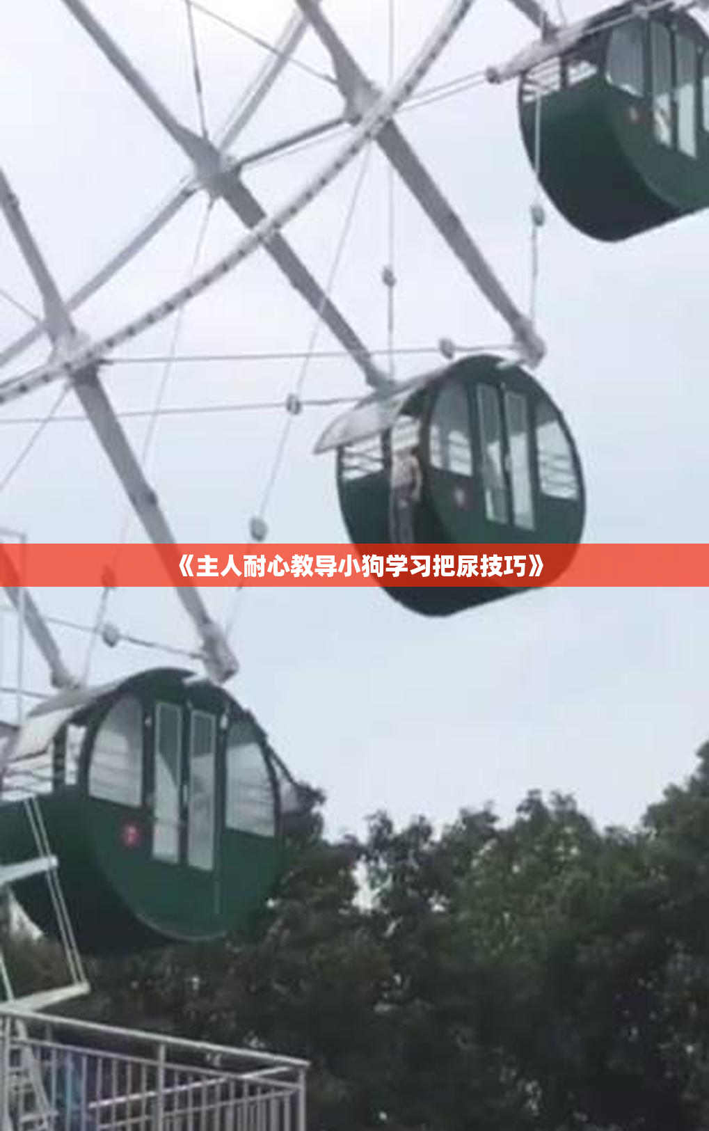 《主人耐心教导小狗学习把尿技巧》