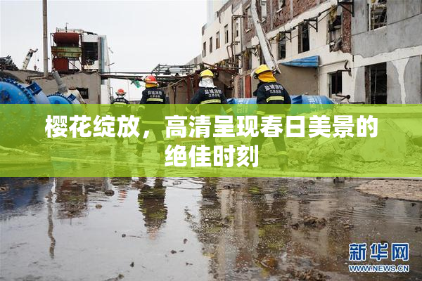 樱花绽放，高清呈现春日美景的绝佳时刻