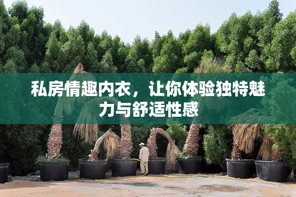 私房情趣内衣，让你体验独特魅力与舒适性感