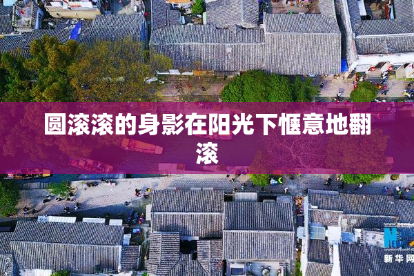 圆滚滚的身影在阳光下惬意地翻滚