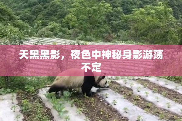 天黑黑影，夜色中神秘身影游荡不定