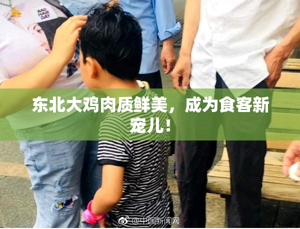 东北大鸡肉质鲜美，成为食客新宠儿！