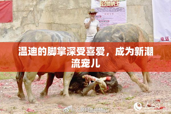 温迪的脚掌深受喜爱，成为新潮流宠儿
