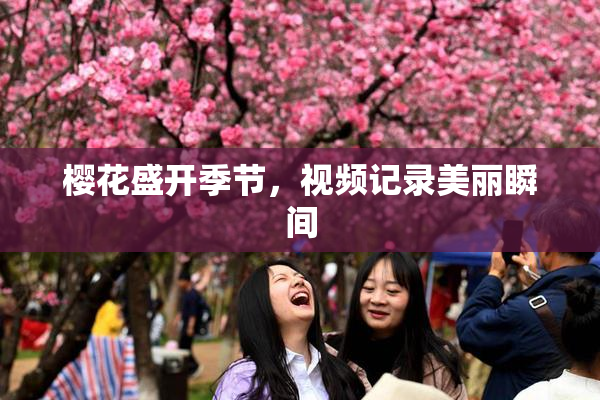 樱花盛开季节，视频记录美丽瞬间