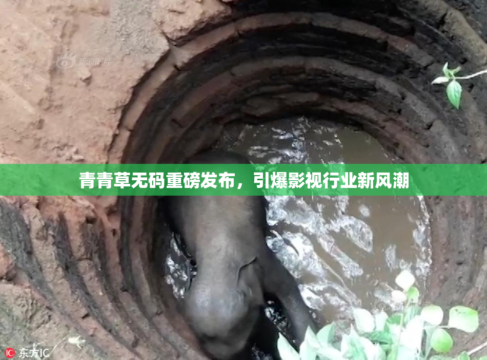 青青草无码重磅发布，引爆影视行业新风潮