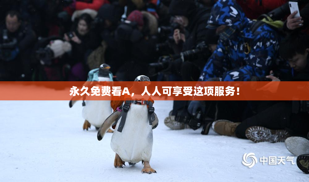 永久免费看A，人人可享受这项服务！