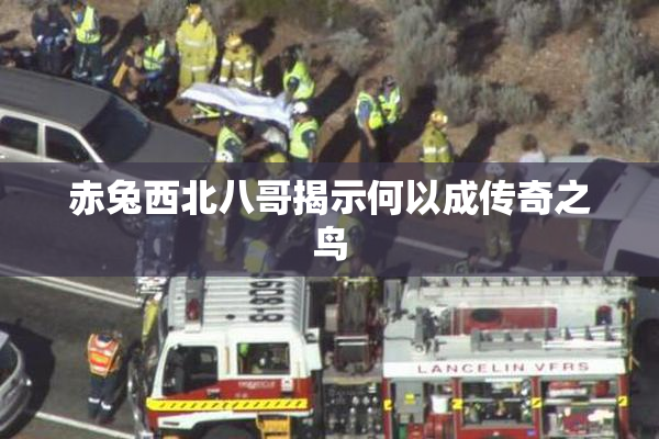 赤兔西北八哥揭示何以成传奇之鸟
