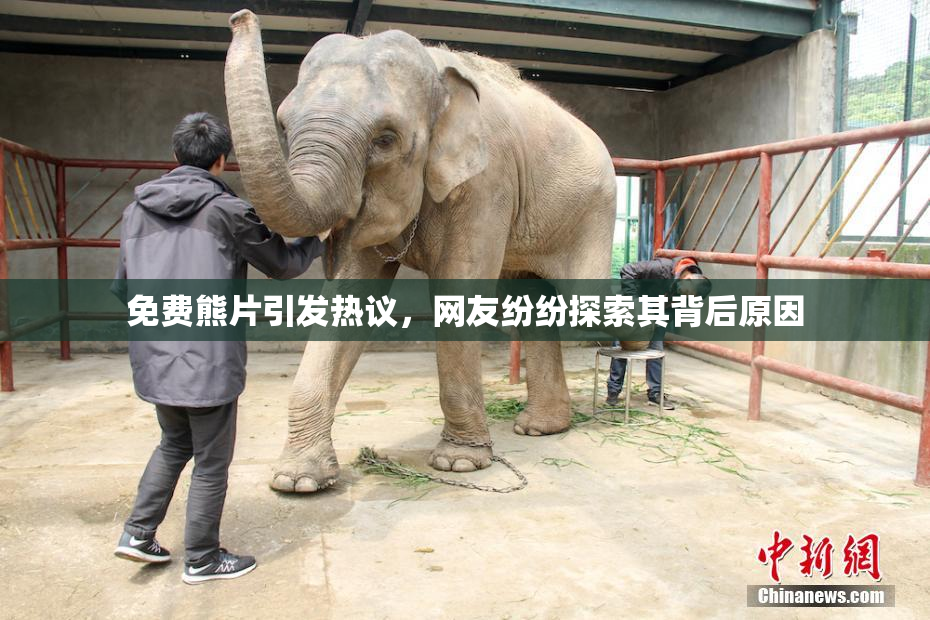 免费熊片引发热议，网友纷纷探索其背后原因