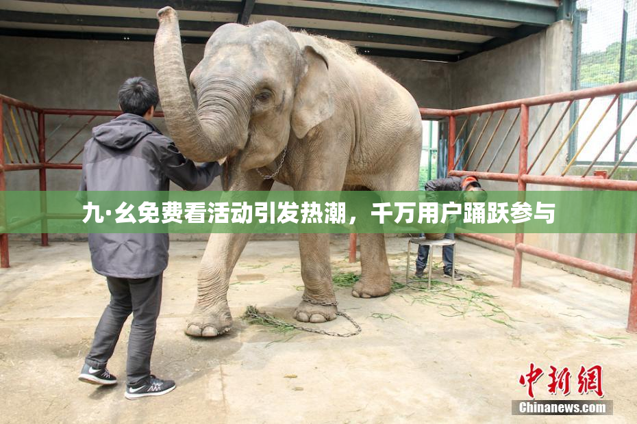 九·幺免费看活动引发热潮，千万用户踊跃参与