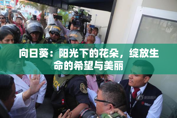 向日葵：阳光下的花朵，绽放生命的希望与美丽