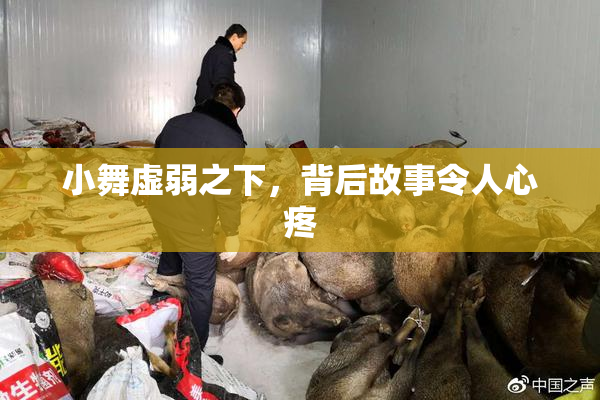 小舞虚弱之下，背后故事令人心疼
