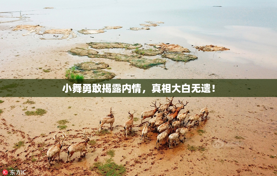 小舞勇敢揭露内情，真相大白无遗！