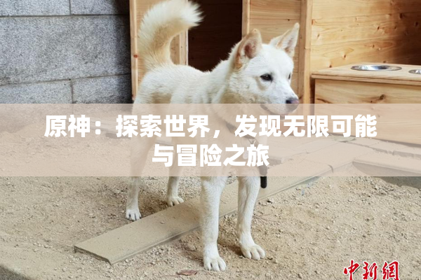 原神：探索世界，发现无限可能与冒险之旅