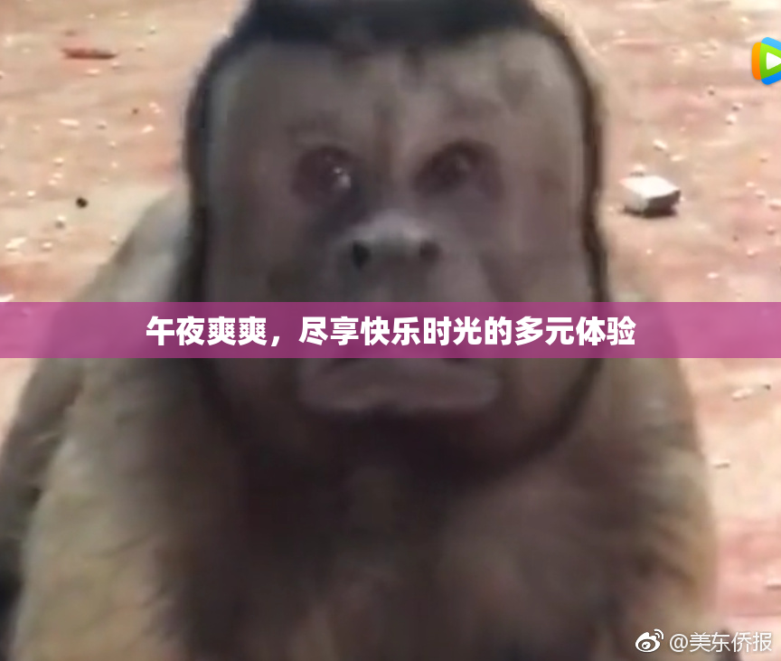 午夜爽爽，尽享快乐时光的多元体验