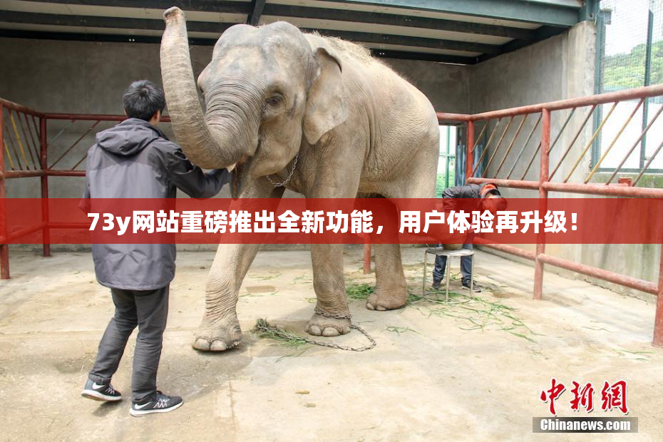 73y网站重磅推出全新功能，用户体验再升级！