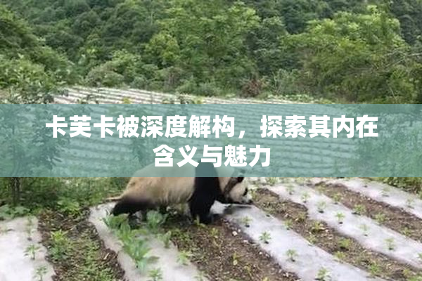 卡芙卡被深度解构，探索其内在含义与魅力