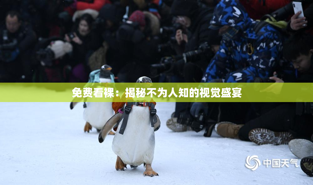 免费看裸：揭秘不为人知的视觉盛宴