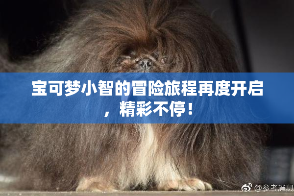 宝可梦小智的冒险旅程再度开启，精彩不停！