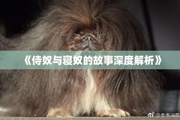 《侍奴与寝奴的故事深度解析》