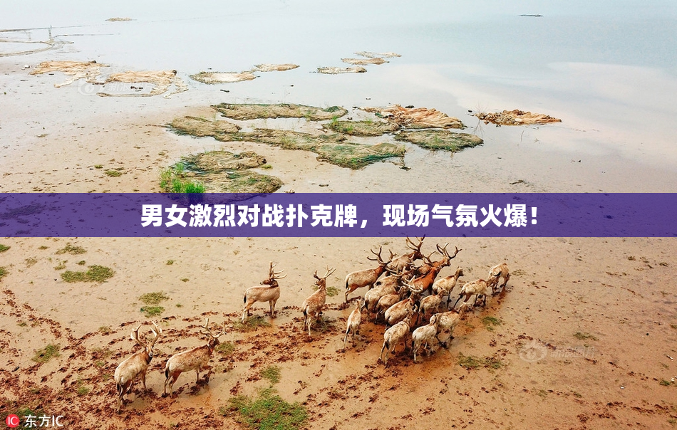 男女激烈对战扑克牌，现场气氛火爆！