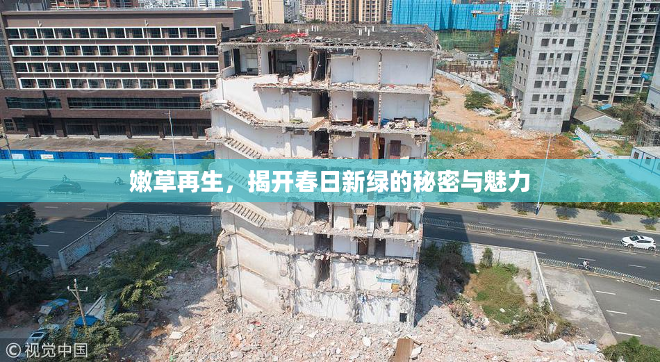 嫩草再生，揭开春日新绿的秘密与魅力