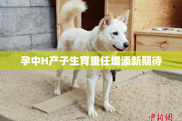 孕中H产子生育重任增添新期待