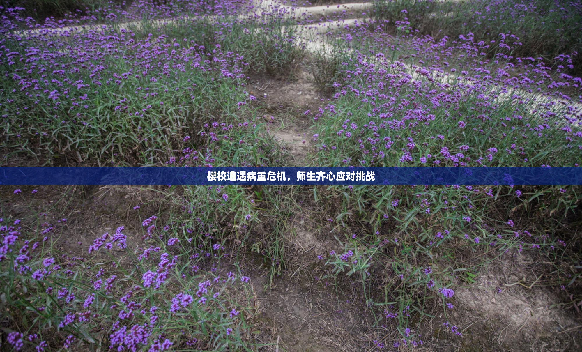 樱校遭遇病重危机，师生齐心应对挑战