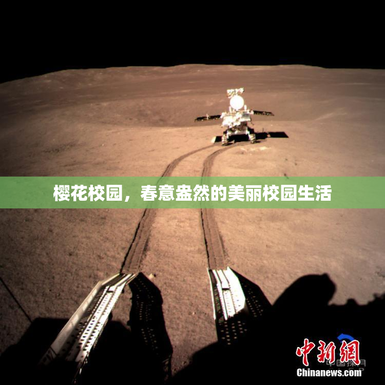 樱花校园，春意盎然的美丽校园生活