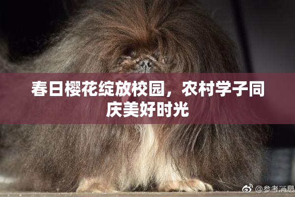 春日樱花绽放校园，农村学子同庆美好时光
