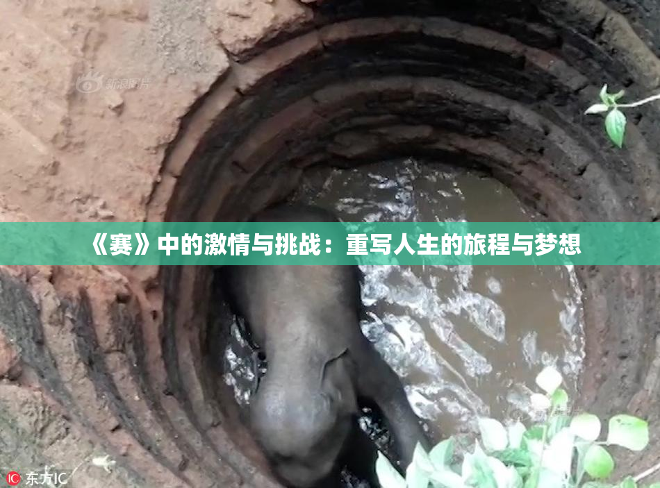 《赛》中的激情与挑战：重写人生的旅程与梦想