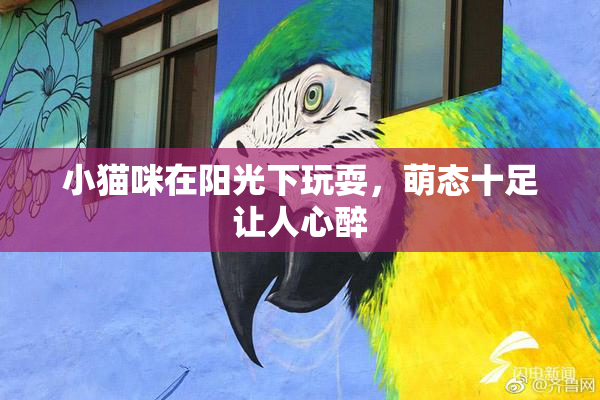 小猫咪在阳光下玩耍，萌态十足让人心醉