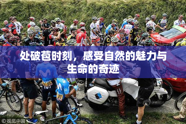 处破苞时刻，感受自然的魅力与生命的奇迹