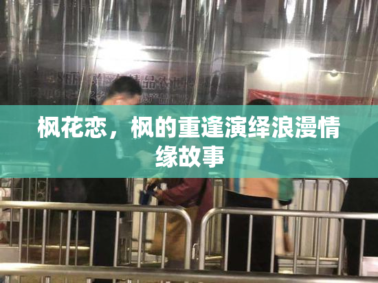 枫花恋，枫的重逢演绎浪漫情缘故事