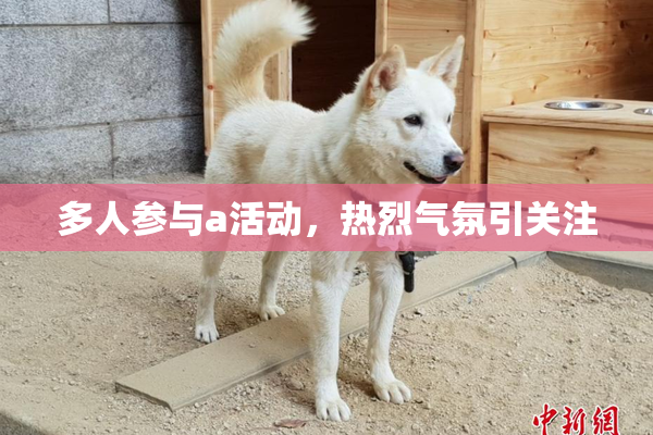 多人参与a活动，热烈气氛引关注